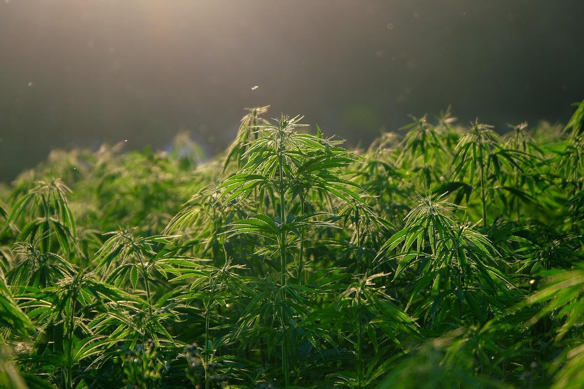 Cannabis Industry